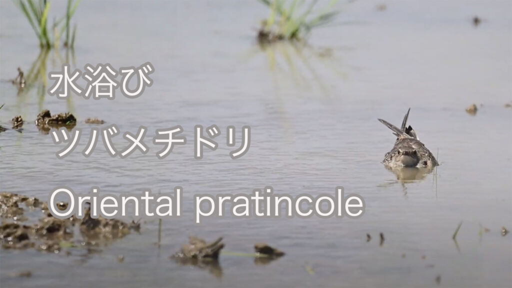 【水浴び】ツバメチドリ Oriental pratincole