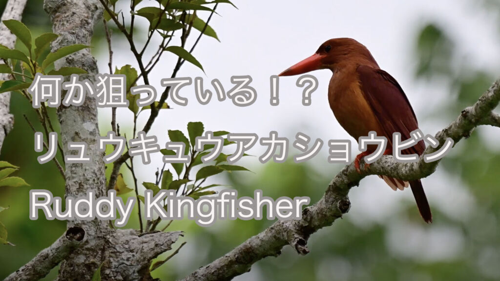 【何か狙っている！？】リュウキュウアカショウビン Ruddy Kingfisher