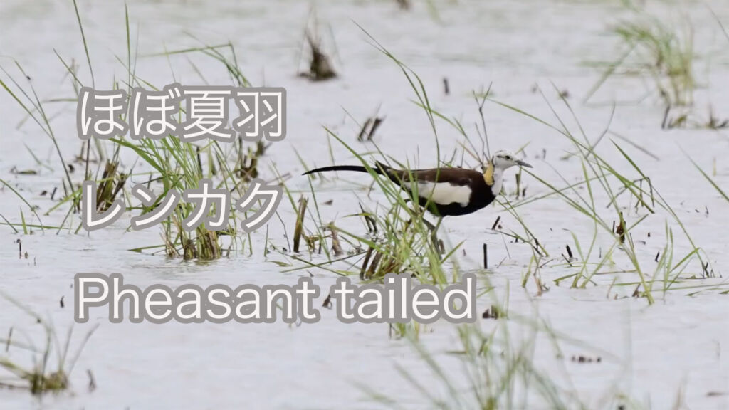 【ほぼ夏羽】レンカク Pheasant tailed