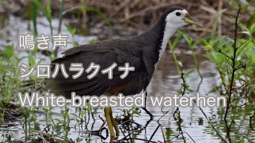 【鳴き声】シロハラクイナ White-breasted waterhen