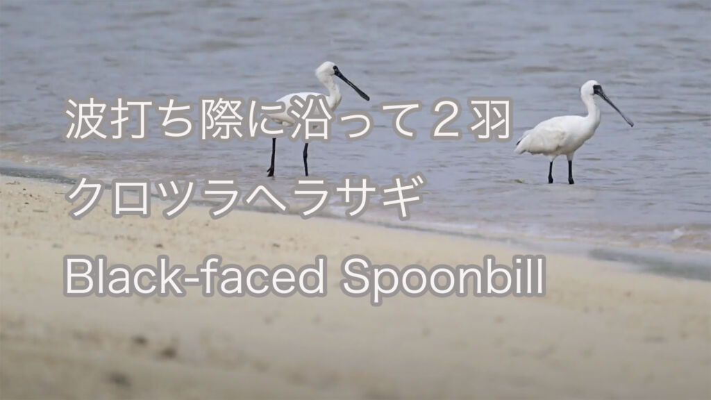 【波打ち際に沿って２羽】クロツラヘラサギ Black-faced Spoonbill