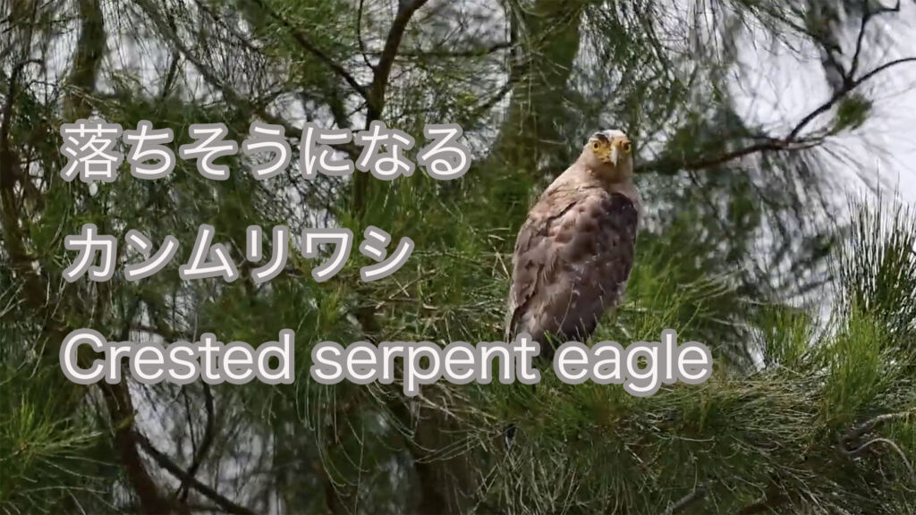 【落ちそうになる】 カンムリワシ Crested serpent eagle