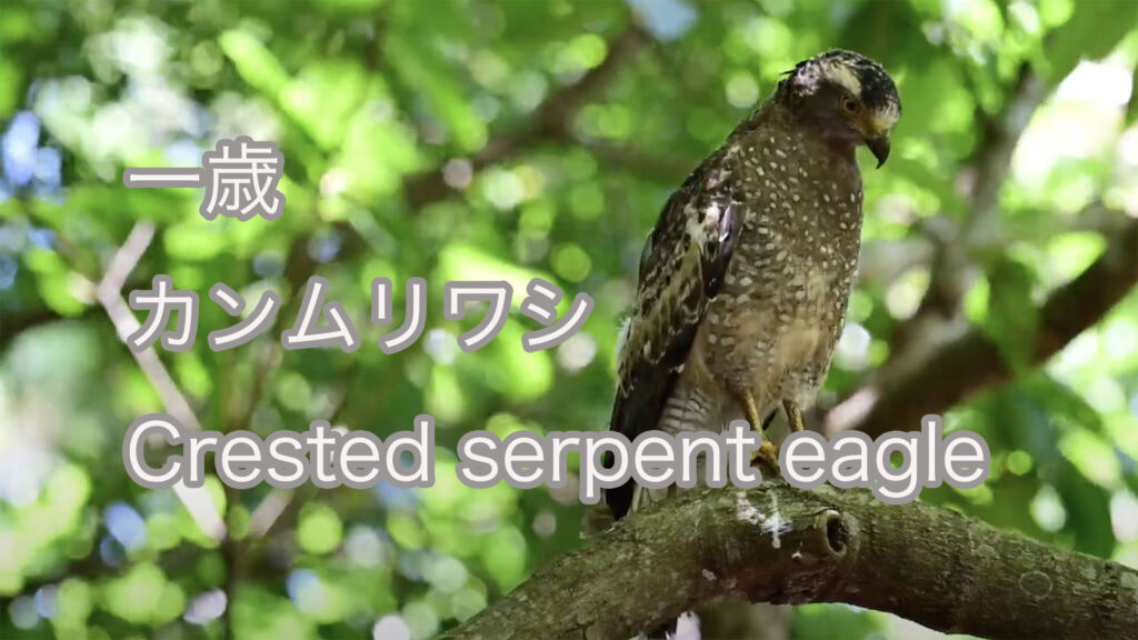 【一歳】 カンムリワシ  Crested serpent eagle