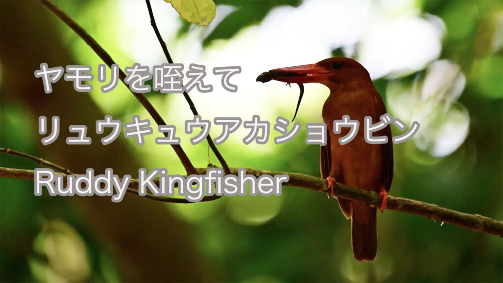 【ヤモリを咥えて】 リュウキュウアカショウビン Ruddy Kingfisher