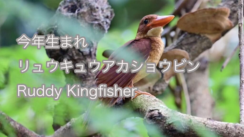 【今年生まれ】リュウキュウアカショウビン　Ruddy Kingfisher