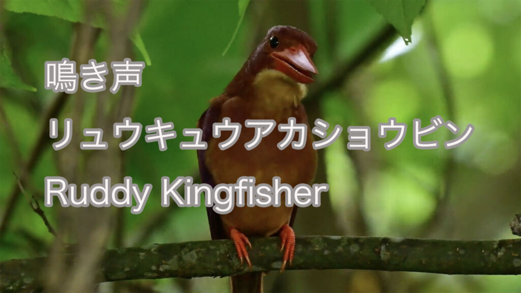 【鳴き声】リュウキュウアカショウビン Ruddy Kingfisher