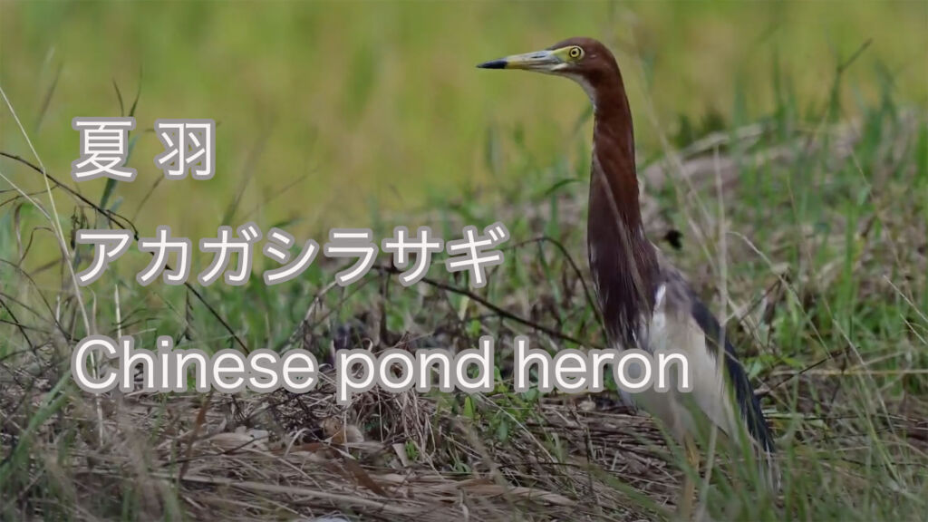 【夏羽】アカガシラサギ Chinese pond heron