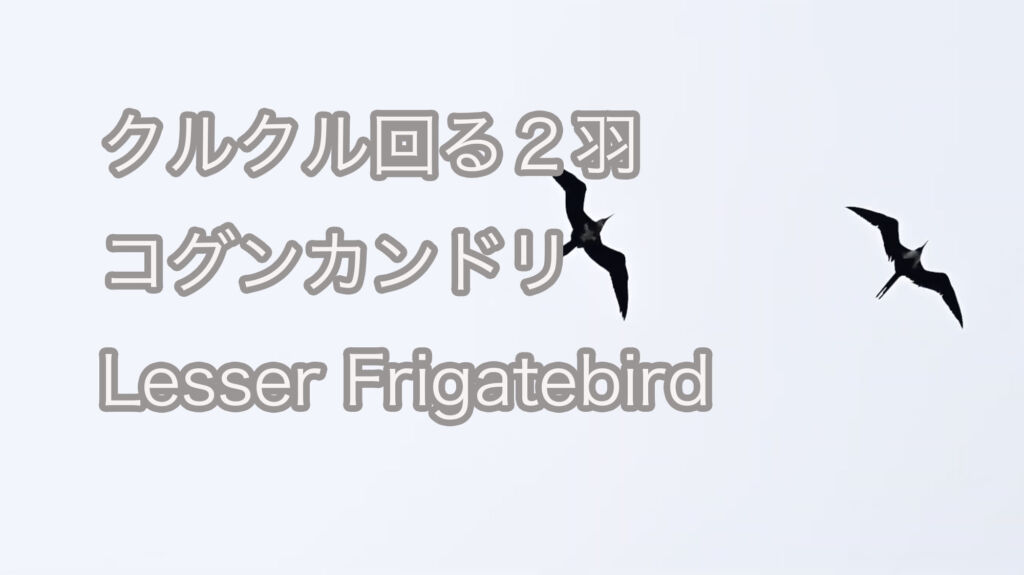 【クルクル回る２羽】コグンカンドリ Lesser Frigatebird