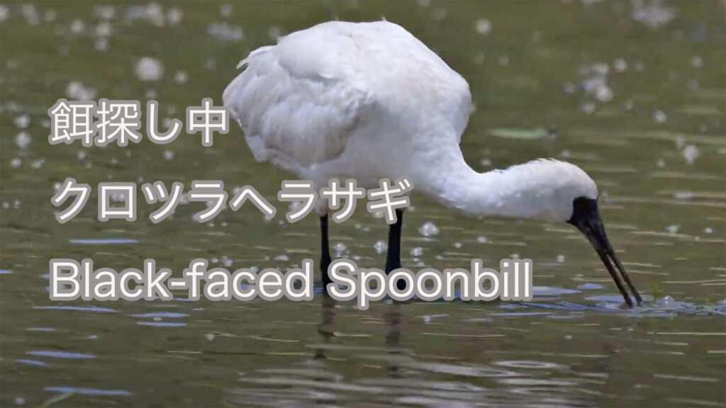 【餌探し中】クロツラヘラサギ Black-faced Spoonbill