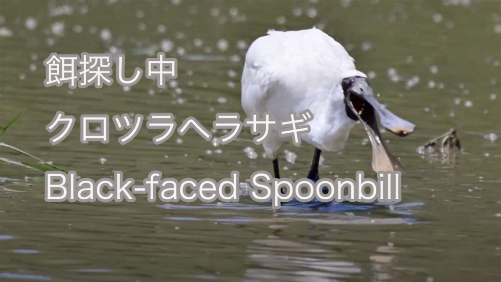 【餌探し中】クロツラヘラサギ Black-faced Spoonbill