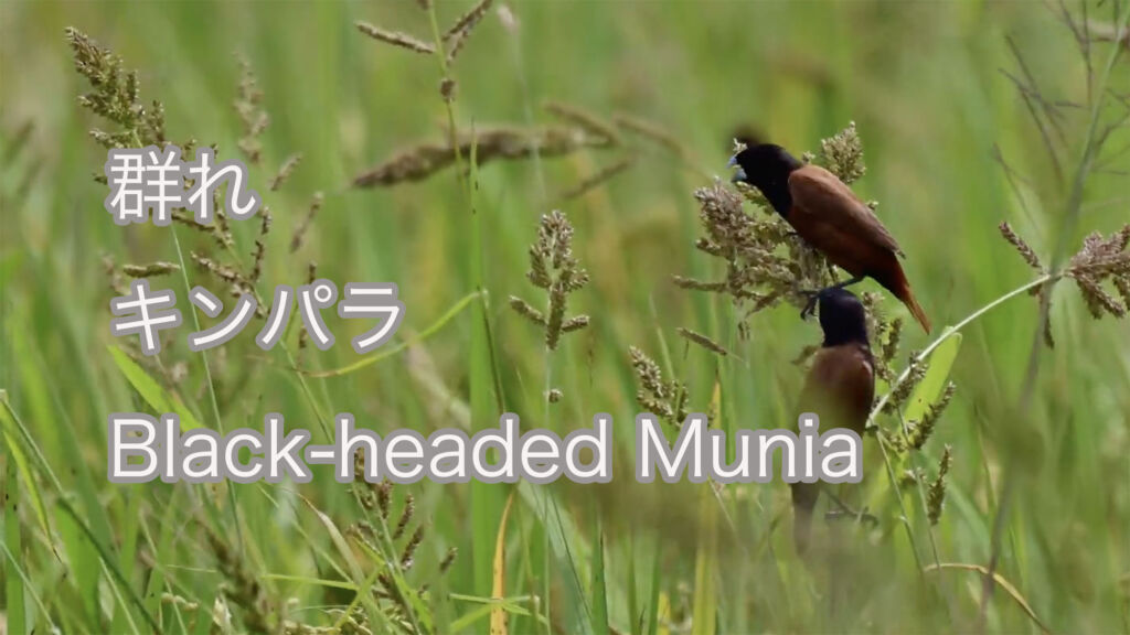 【群れ】キンパラ Black-headed Munia