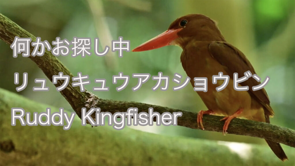 【何かお探し中】 リュウキュウアカショウビン  Ruddy Kingfisher