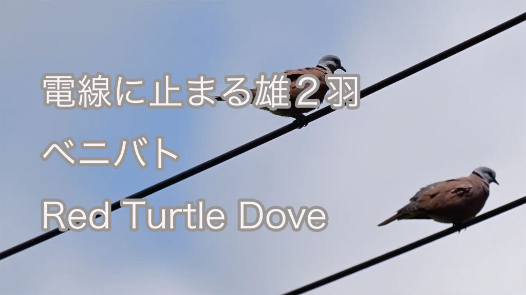 【電線に止まる雄２羽】ベニバト Red Turtle Dove