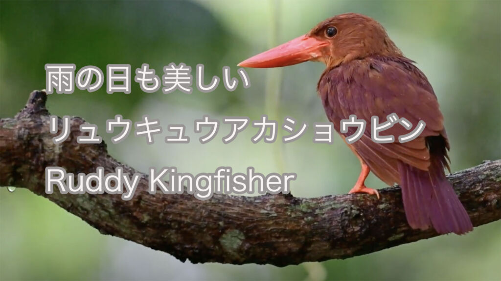 【雨の日も美しい】リュウキュウアカショウビン Ruddy Kingfisher