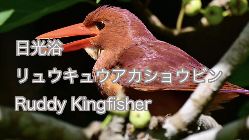 【日光浴】 リュウキュウアカショウビン Ruddy Kingfisher