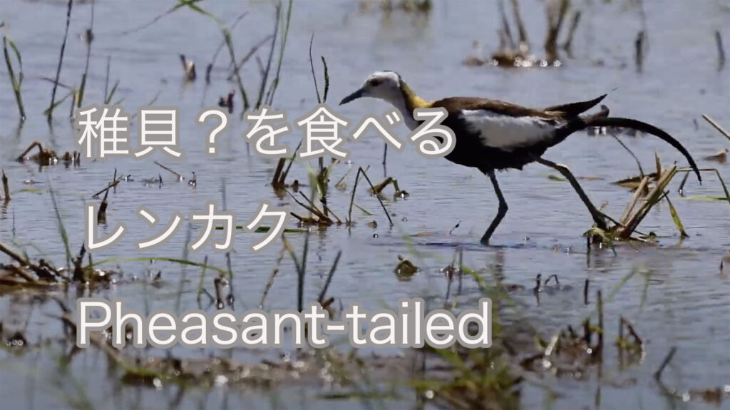 【稚貝？を食べる】レンカク Pheasant-tailed