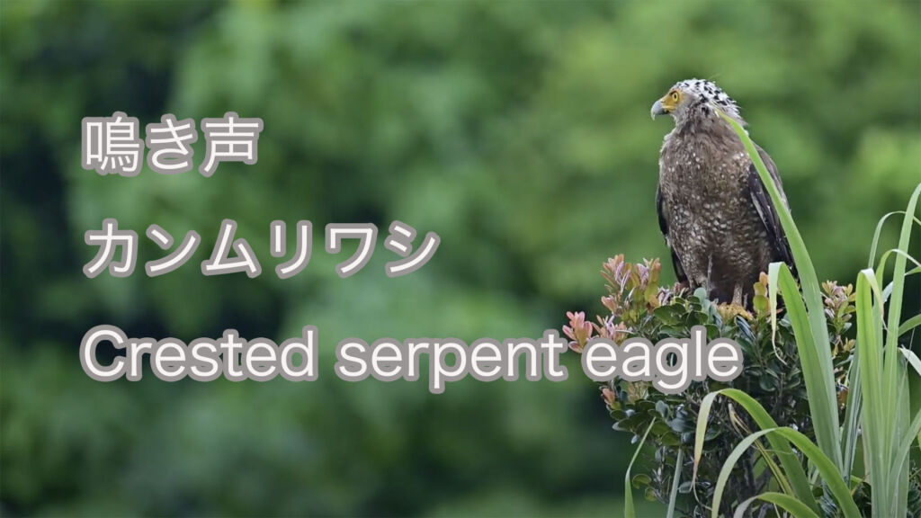 【鳴き声】カンムリワシ Crested serpent eagle