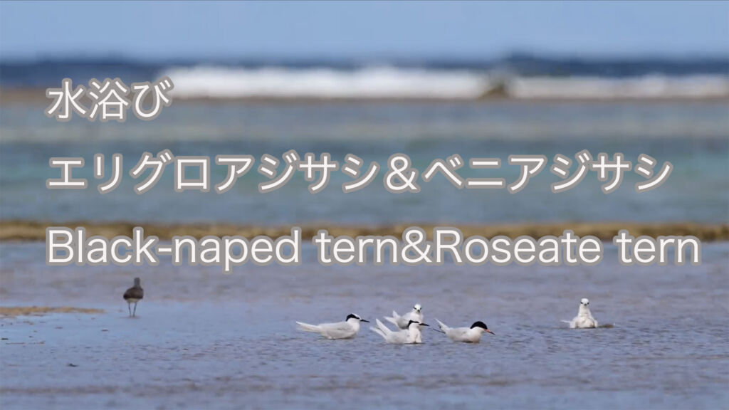 【水浴び】エリグロアジサシ＆ベニアジサシ Black-naped tern&Roseate tern