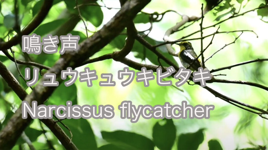 【鳴き声】リュウキュウキビタキ Narcissus flycatcher