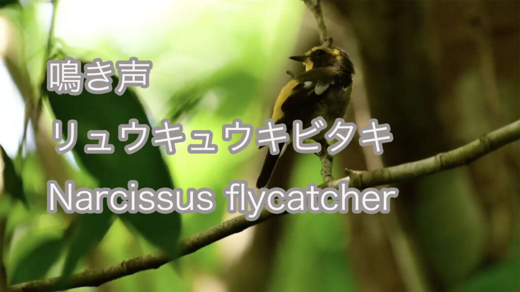 【鳴き声】 リュウキュウキビタキ  Narcissus flycatcher