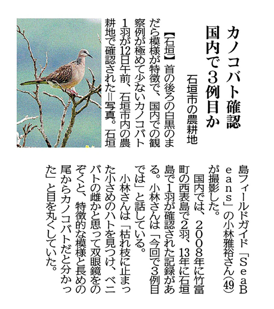 沖縄タイムス 朝刊　「カノコバト確認 国内で３例目か！？　石垣市の農耕地」