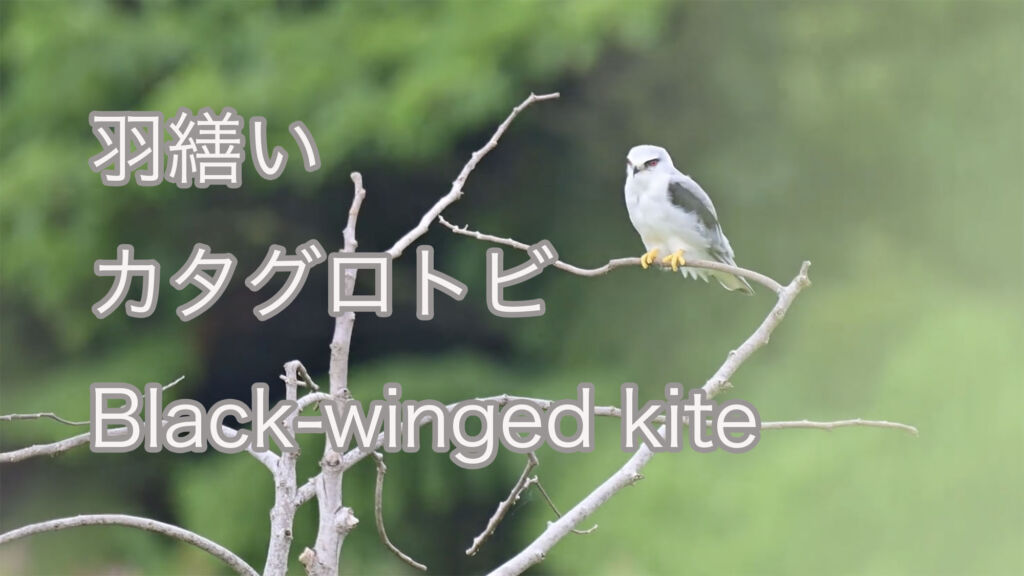 【羽繕い】カタグロトビ Black-winged kite