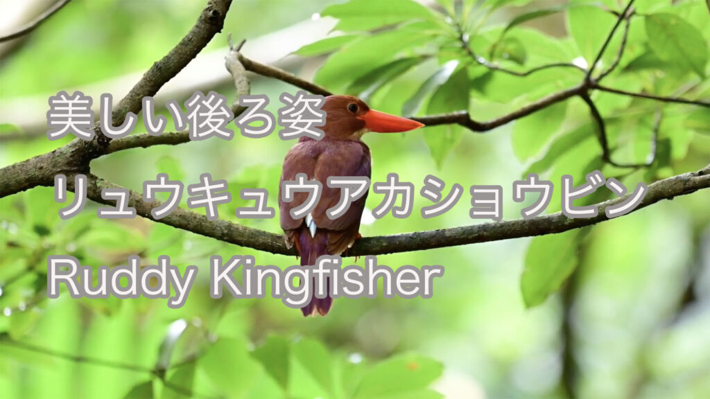 【美しい後ろ姿】リュウキュウアカショウビン Ruddy Kingfisher