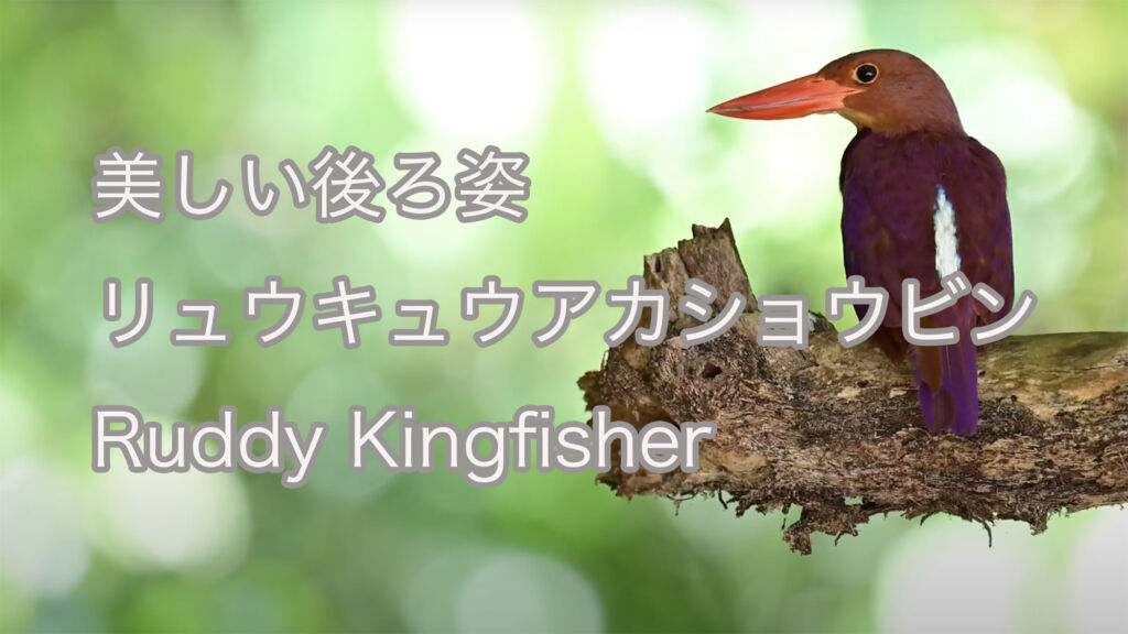 【美しい後ろ姿】リュウキュウアカショウビン Ruddy Kingfisher