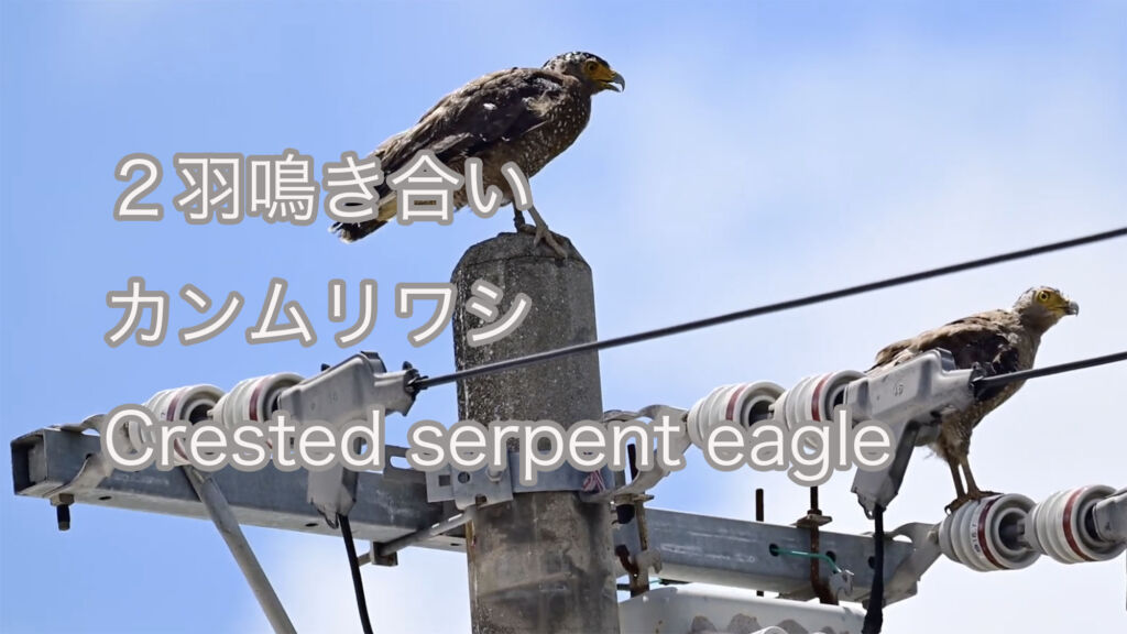 【２羽鳴き合い】 カンムリワシ Crested serpent eagle