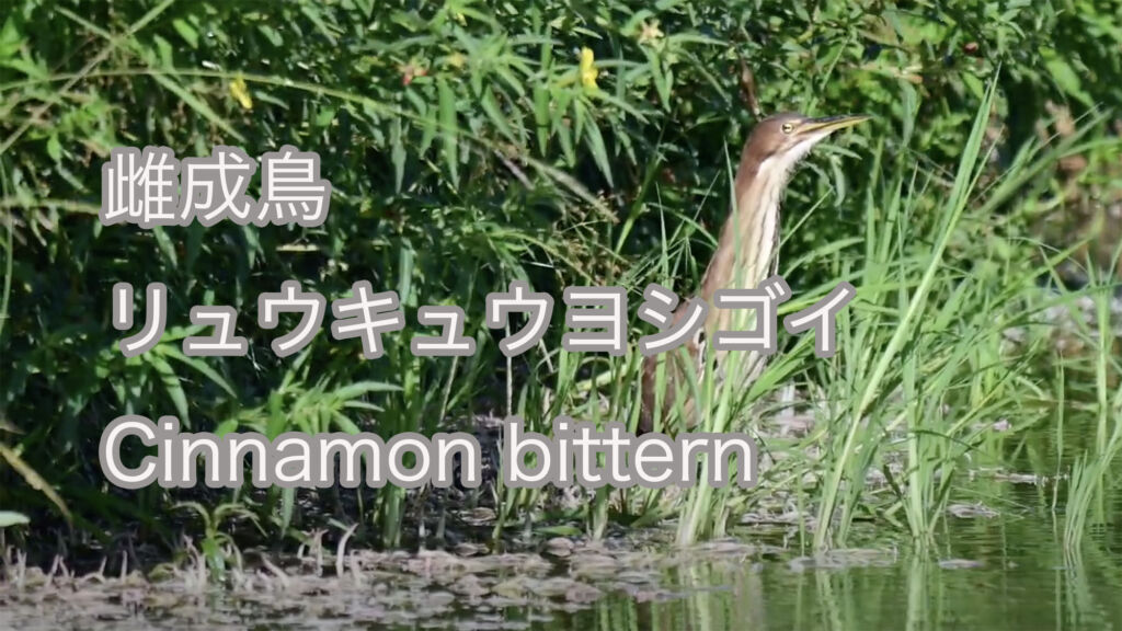 【雌成鳥】リュウキュウヨシゴイ Cinnamon bittern