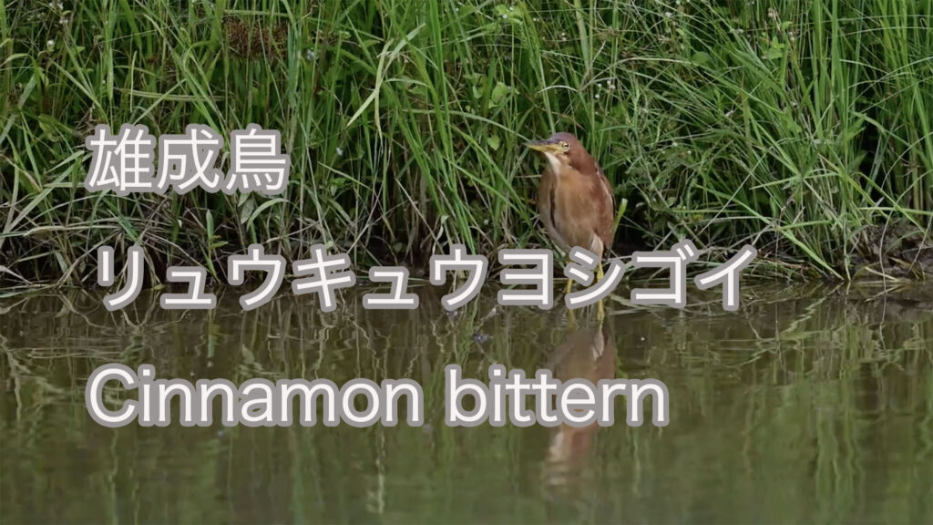 【雄成鳥】リュウキュウヨシゴイ Cinnamon bittern