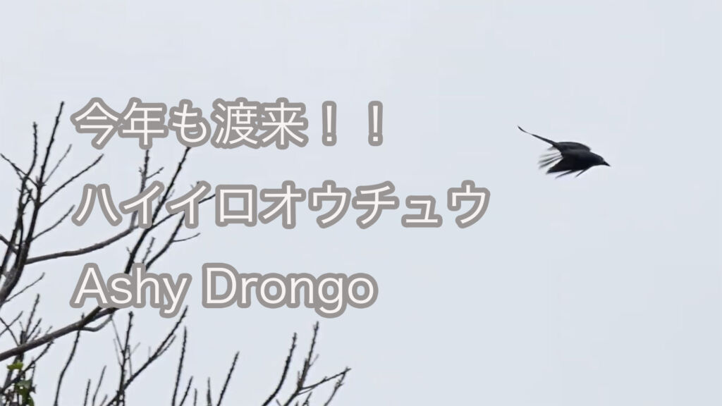 【今年も渡来！！】ハイイロオウチュウ Ashy Drongo