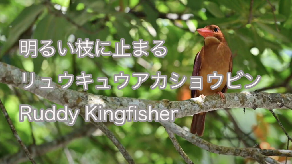 【明るい枝に止まる】リュウキュウアカショウビン Ruddy Kingfisher