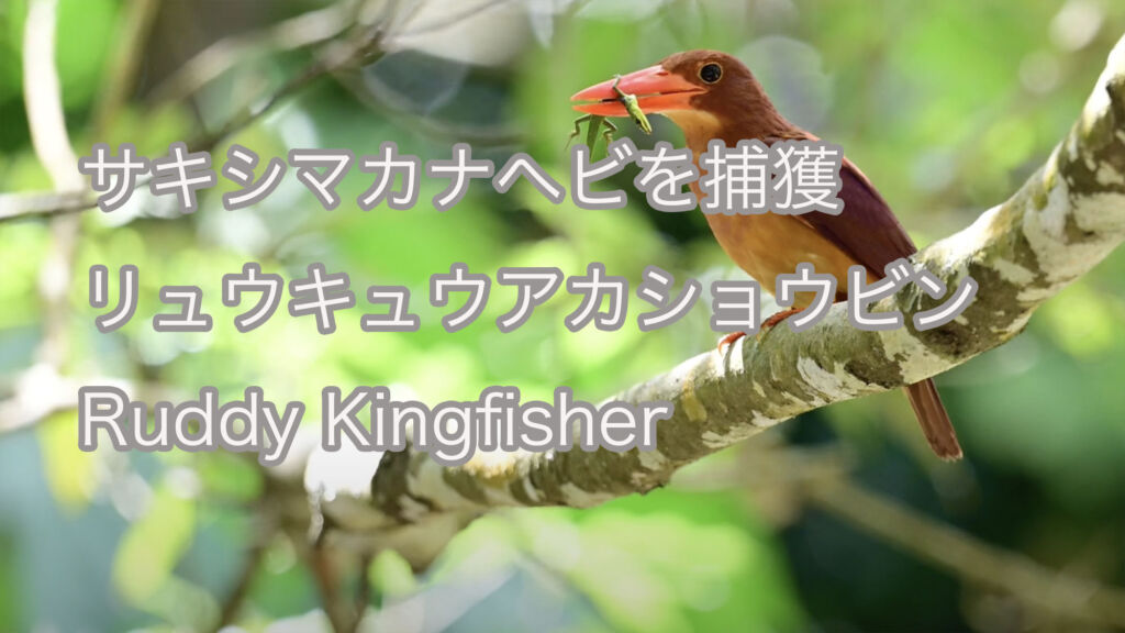 【サキシマカナヘビを捕獲】リュウキュウアカショウビン Ruddy Kingfisher