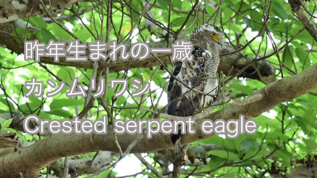 【昨年生まれの一歳】カンムリワシ Crested serpent eagle