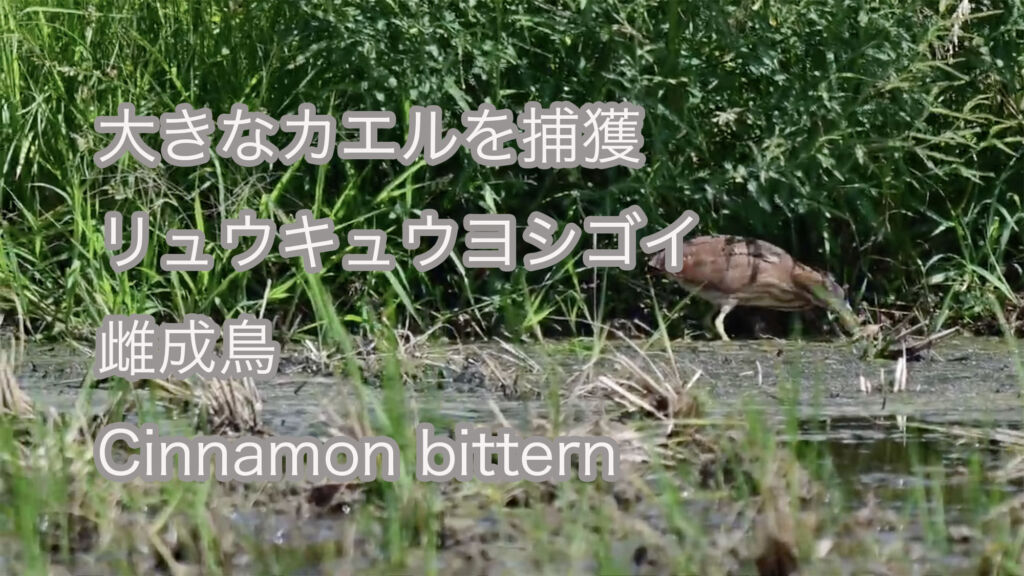 【大きなカエルを捕獲】リュウキュウヨシゴイ 雌成鳥 Cinnamon bittern