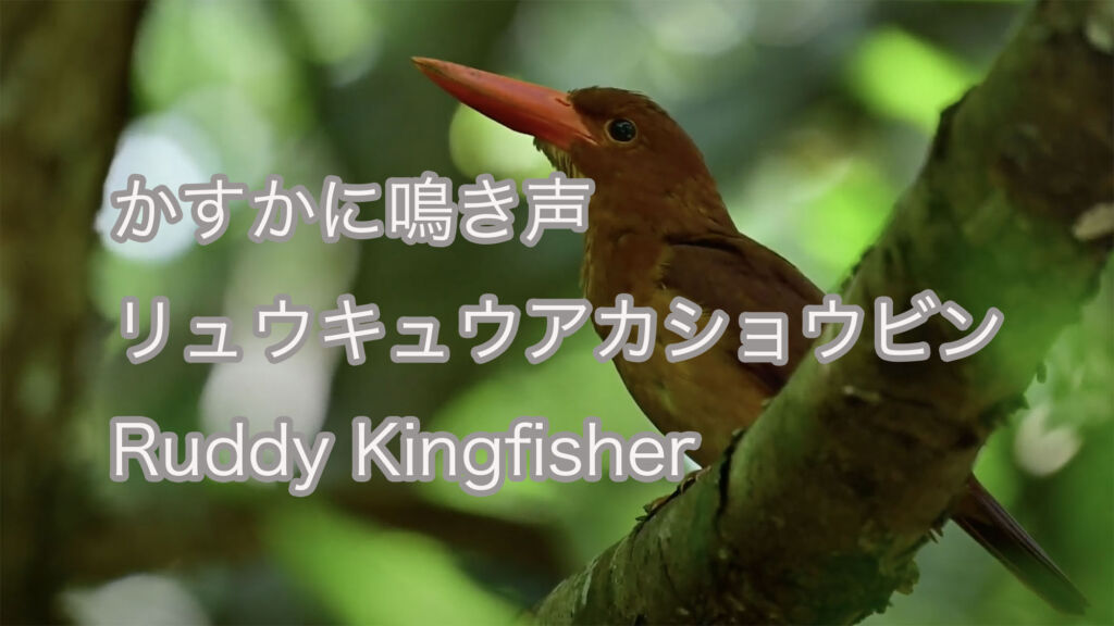 【かすかに鳴き声】 リュウキュウアカショウビン  Ruddy Kingfisher