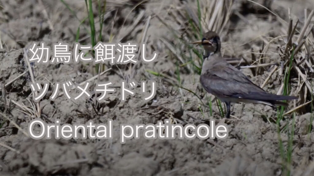 【幼鳥に餌渡し】ツバメチドリ Oriental pratincole