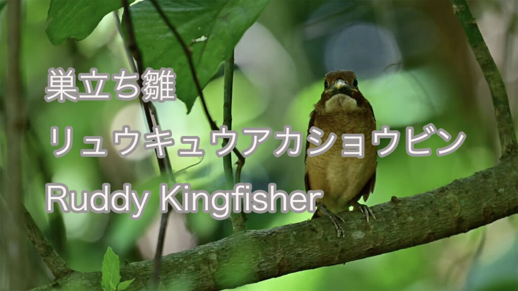 【巣立ち雛】リュウキュウアカショウビンRuddy Kingfisher