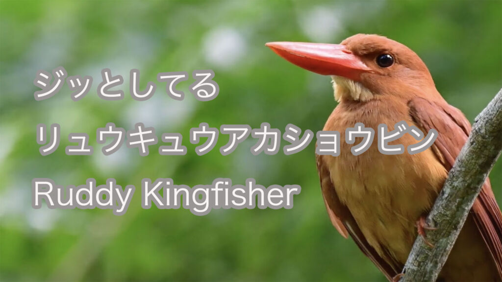 【ジッとしてる】 リュウキュウアカショウビン Ruddy Kingfisher