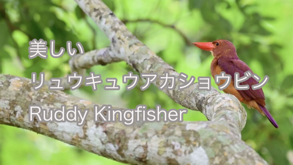 【美しい】リュウキュウアカショウビン Ruddy Kingfisher