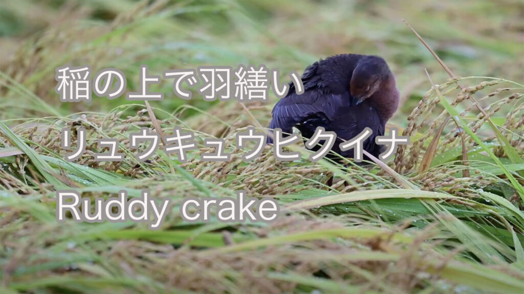 【稲の上で羽繕い】リュウキュウヒクイナ Ruddy crake