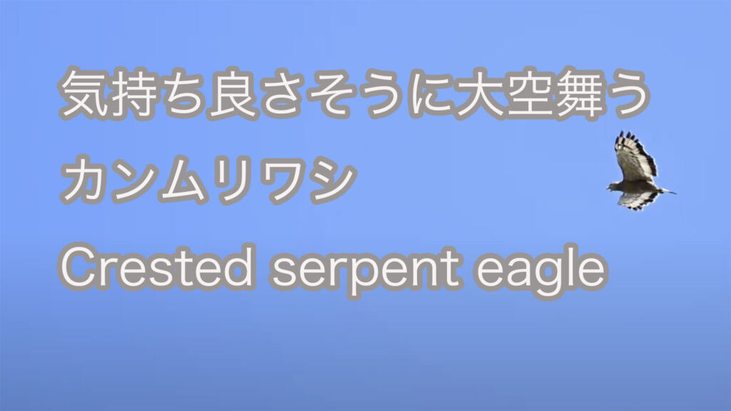 【気持ち良さそうに大空舞う】  カンムリワシ  Crested serpent eagle