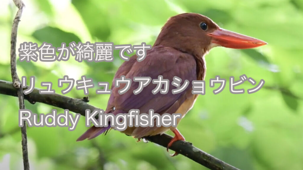 【紫色が綺麗です】リュウキュウアカショウビン Ruddy Kingfisher