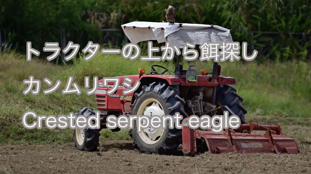 【トラクターの上から餌探し】カンムリワシ Crested serpent eagle