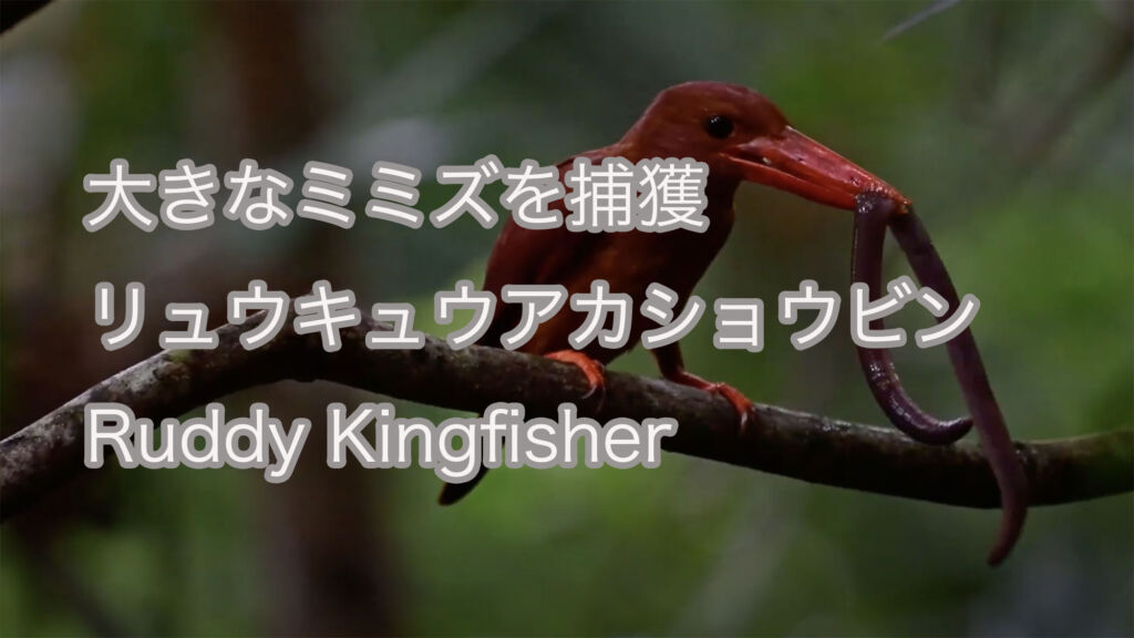 【大きなミミズを捕獲】リュウキュウアカショウビン Ruddy Kingfisher