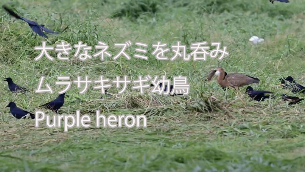 【大きなネズミを丸呑み】ムラサキサギ幼鳥 Purple heron