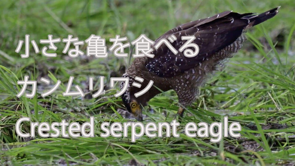 【小さな亀を食べる】 カンムリワシ  Crested serpent eagle