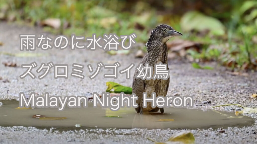 【雨なのに水浴び】ズグロミゾゴイ幼鳥 Malayan Night Heron