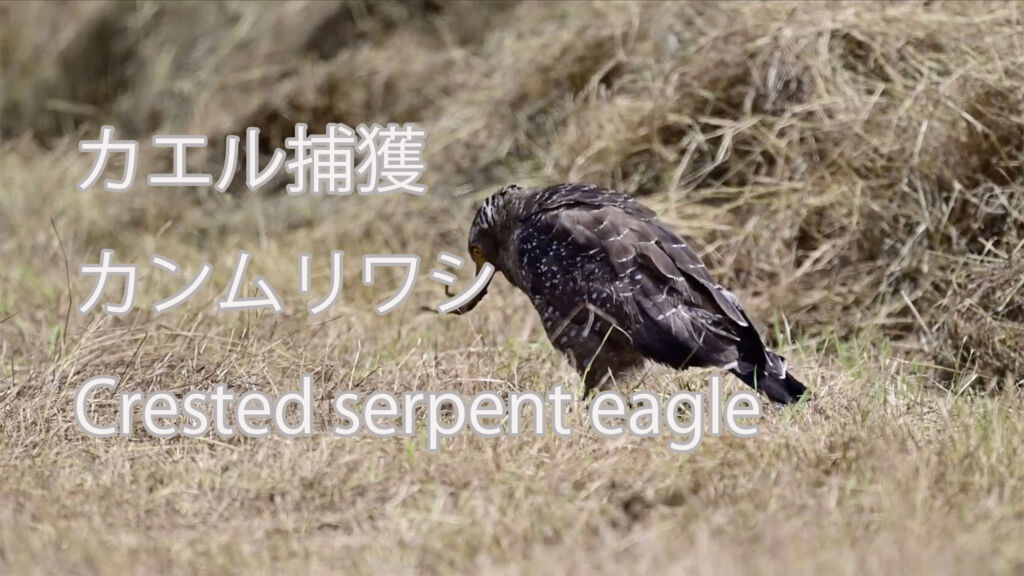 【カエル捕獲】カンムリワシ Crested serpent eagle